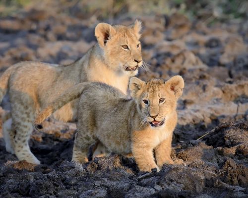 NAIROBI, MASAI MARA GAME RESERVE, LAKE NAKURU NATIONAL PARK, MOUNT KENYA FOREST RESERVE, SAMBURU GAME RESERVE, NANYUKI